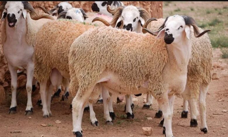 الحسابات الفلكية تحدد 26 ماي كموعد محتمل لعيد الأضحى بالمغرب