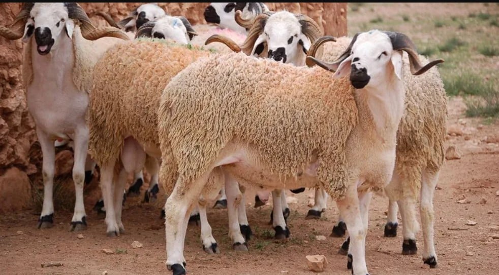 الحسابات الفلكية تحدد 26 ماي كموعد محتمل لعيد الأضحى بالمغرب