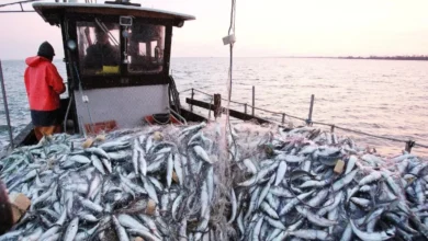 ارتفاع مفرغات الصيد بميناء طنجة بنسبة 63%