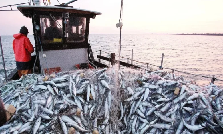 ارتفاع مفرغات الصيد بميناء طنجة بنسبة 63%