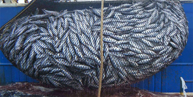 قيمة منتجات الصيد الساحلي تتراجع إلى 3,11 مليار درهم