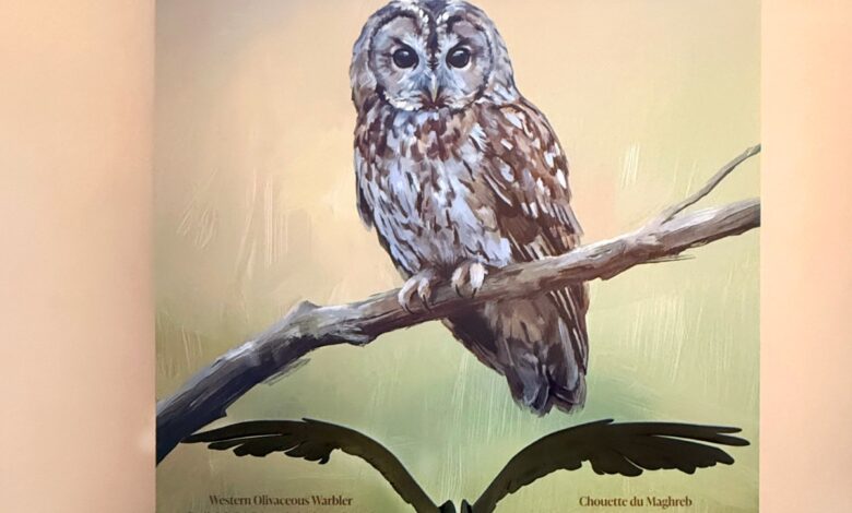 “طيور حديقة ماجوريل”.. معرض يحتفي بالتنوع البيولوجي في مراكش