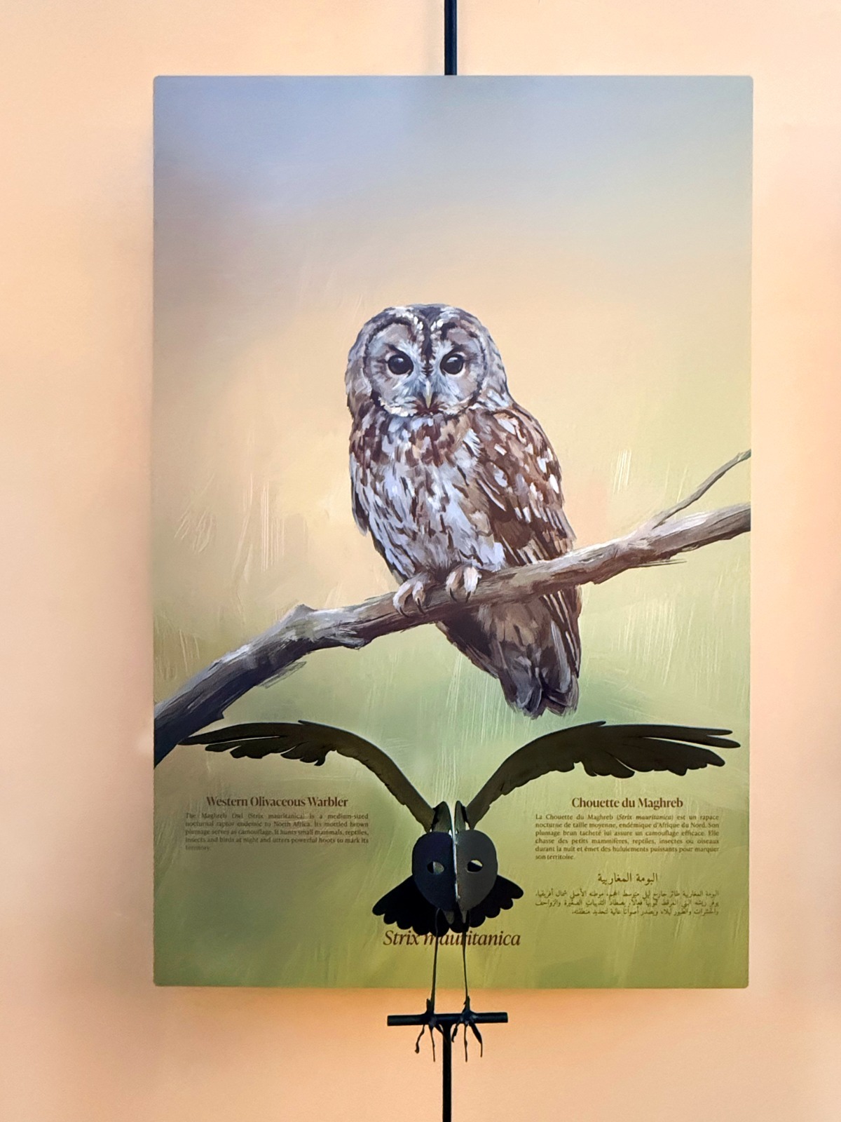 “طيور حديقة ماجوريل”.. معرض يحتفي بالتنوع البيولوجي في مراكش