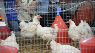 سيام 2026: الإنتاج الحيواني يساهم بـ35% في الناتج الفلاحي بالمغرب