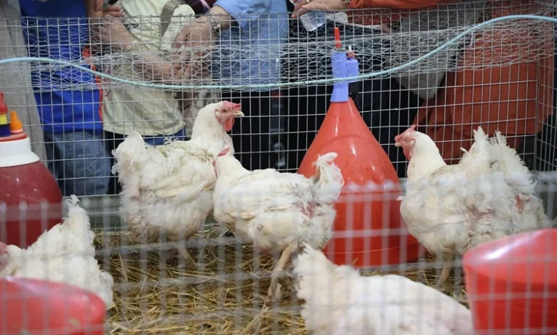 سيام 2026: الإنتاج الحيواني يساهم بـ35% في الناتج الفلاحي بالمغرب