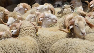 الإنتاج الحيواني يساهم بـ35% في الناتج الداخلي الفلاحي