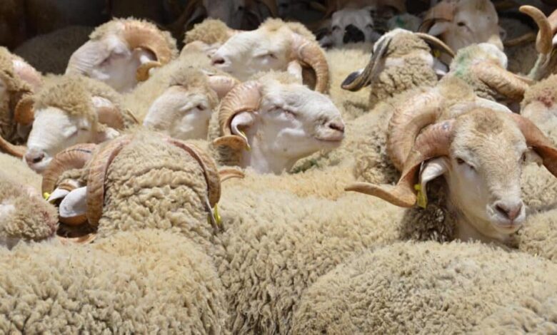 الإنتاج الحيواني يساهم بـ35% في الناتج الداخلي الفلاحي