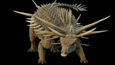 اكتشاف مغربي يعيد رسم تاريخ تطور الديناصورات