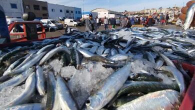 أزيد من 5 آلاف طن من السردين تنعش نشاط الصيد بميناء طانطان