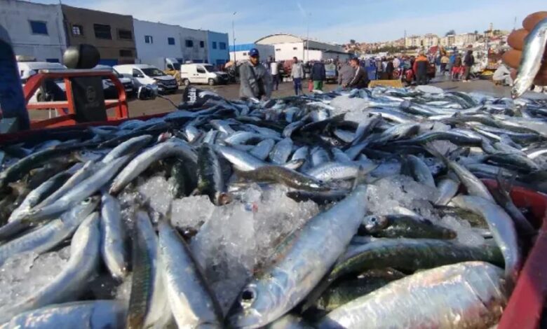 أزيد من 5 آلاف طن من السردين تنعش نشاط الصيد بميناء طانطان