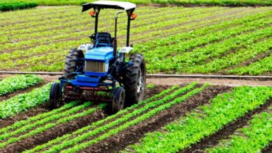 الأمطار تعزز الموسم الفلاحي وترفع إنتاج الزيتون والحوامض والتمور