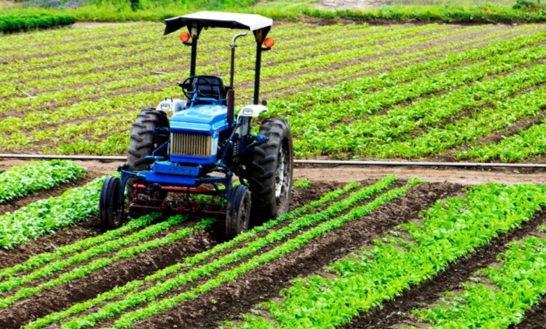 الأمطار تعزز الموسم الفلاحي وترفع إنتاج الزيتون والحوامض والتمور