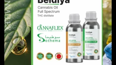 المغرب يصدر أول مستخلص دوائي من القنب الطبي وفق معايير دولية