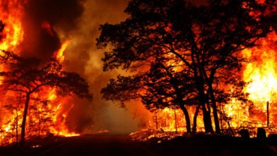 المغرب يرصد 150 مليون درهم للوقاية من حرائق الغابات