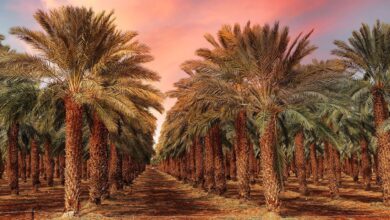 اتفاقية بين المغرب والمجلس الدولي للتمور لتطوير قطاع نخيل التمر