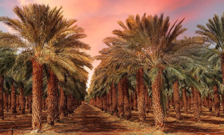 اتفاقية بين المغرب والمجلس الدولي للتمور لتطوير قطاع نخيل التمر