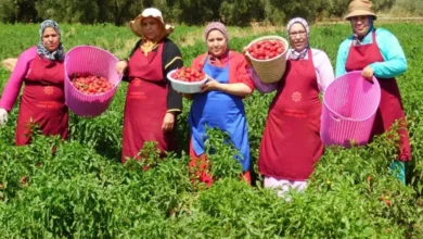 إطلاق مشروع تجريبي للدفع الإلكتروني لفائدة التعاونيات الفلاحية