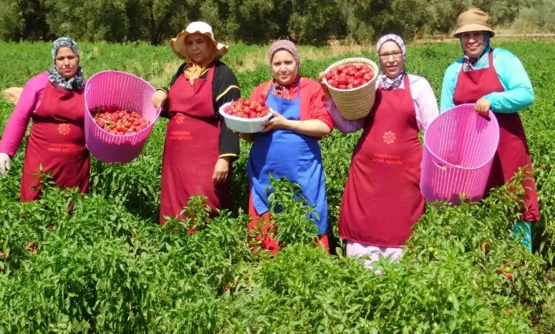 إطلاق مشروع تجريبي للدفع الإلكتروني لفائدة التعاونيات الفلاحية