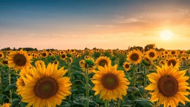 تعافٍ تدريجي لزراعة النباتات الزيتية رغم محدودية الإنتاج