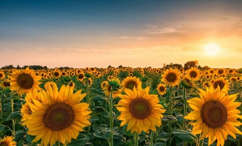 تعافٍ تدريجي لزراعة النباتات الزيتية رغم محدودية الإنتاج