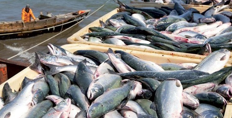 ارتفاع مفرغات الصيد الساحلي بموانئ الشمال بـ 11%