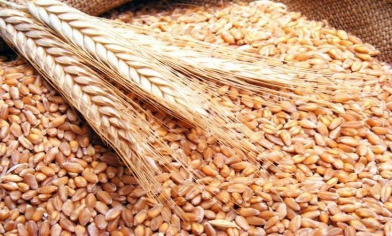 مكتب الحبوب يحدد سعر القمح اللين في 280 درهماً للقنطار