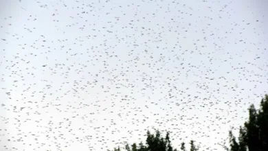 انتشار غير مسبوق للبعوض والحشرات يثير قلق سكان مدن مغربية