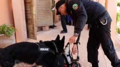 تخصص جديد بالشرطة السينوتقنية لمكافحة الجرائم الإلكترونية والإرهاب