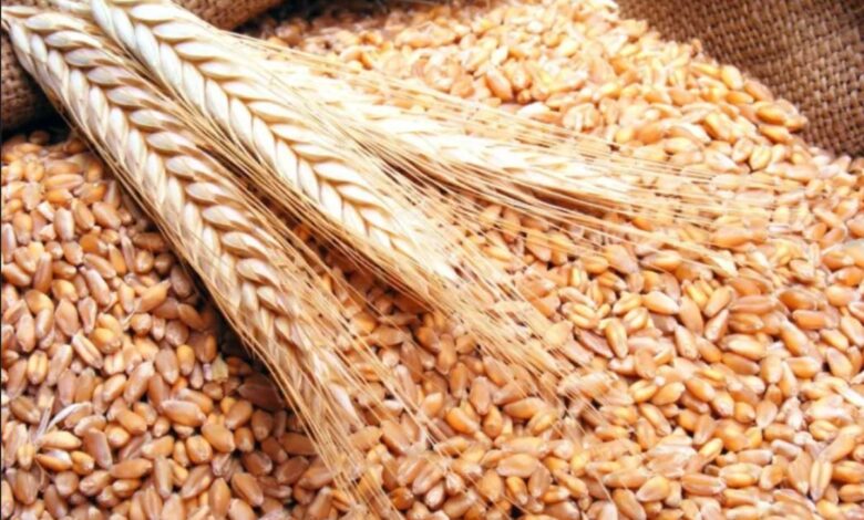 رسوم جمركية مؤقتة على واردات القمح اللين بالمغرب