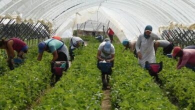 إسبانيا تمنح تأشيرات لأربع سنوات للعاملات الزراعيات المغربيات