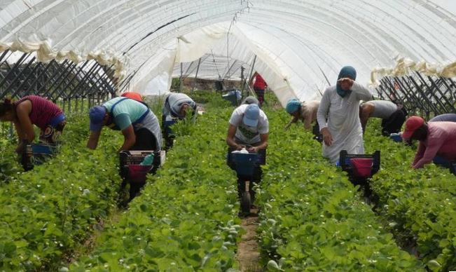 إسبانيا تمنح تأشيرات لأربع سنوات للعاملات الزراعيات المغربيات