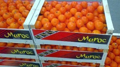 المغرب يستفيد من تراجع الإنتاج الأوروبي لتعزيز صادراته الفلاحية