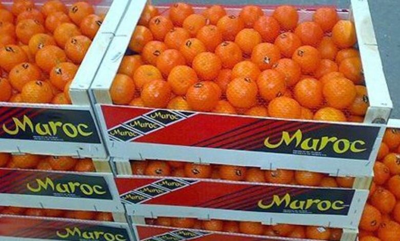 المغرب يستفيد من تراجع الإنتاج الأوروبي لتعزيز صادراته الفلاحية