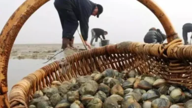 سموم بحرية توقف تسويق الصدفيات بمنطقتين شمال المملكة