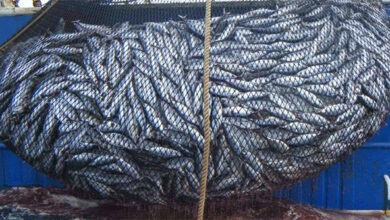 مفرغات الصيد في ميناء الداخلة تتراجع بـ70%