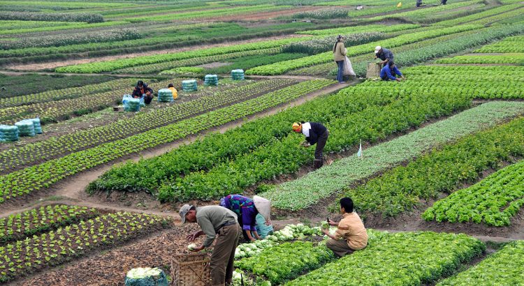 الصندوق الأخضر يدعم مشروعاً لتعزيز مرونة الفلاحة بالشرق وخنيفرة