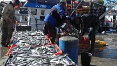 ميناء لمهيريز يسجل ارتفاعاً بـ54% في مفرغات الصيد