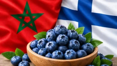 المغرب يفرض نفسه في سوق التوت الأزرق الفنلندي