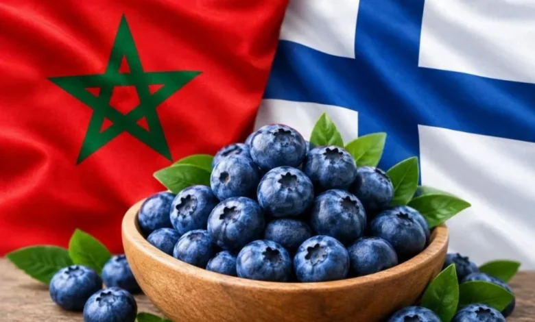 المغرب يفرض نفسه في سوق التوت الأزرق الفنلندي