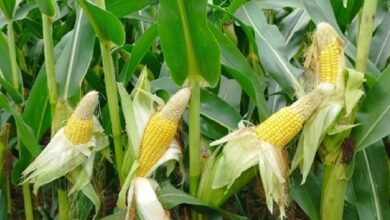 المغرب يرفع وارداته من الذرة الأرجنتينية بـ133% خلال 7 أشهر