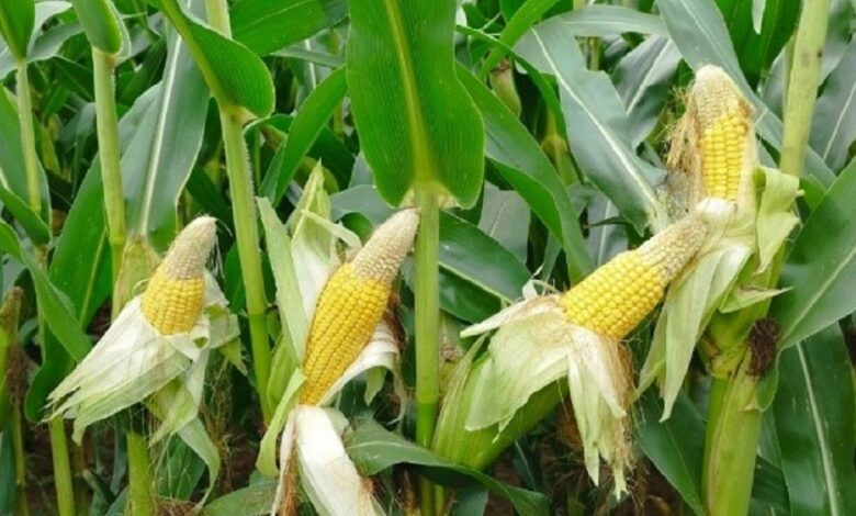 المغرب يرفع وارداته من الذرة الأرجنتينية بـ133% خلال 7 أشهر