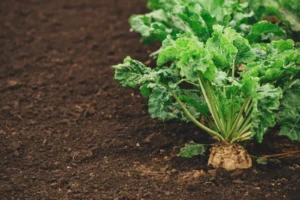 زراعة 63 ألف هكتار لتعزيز الإنتاج الوطني من السكر